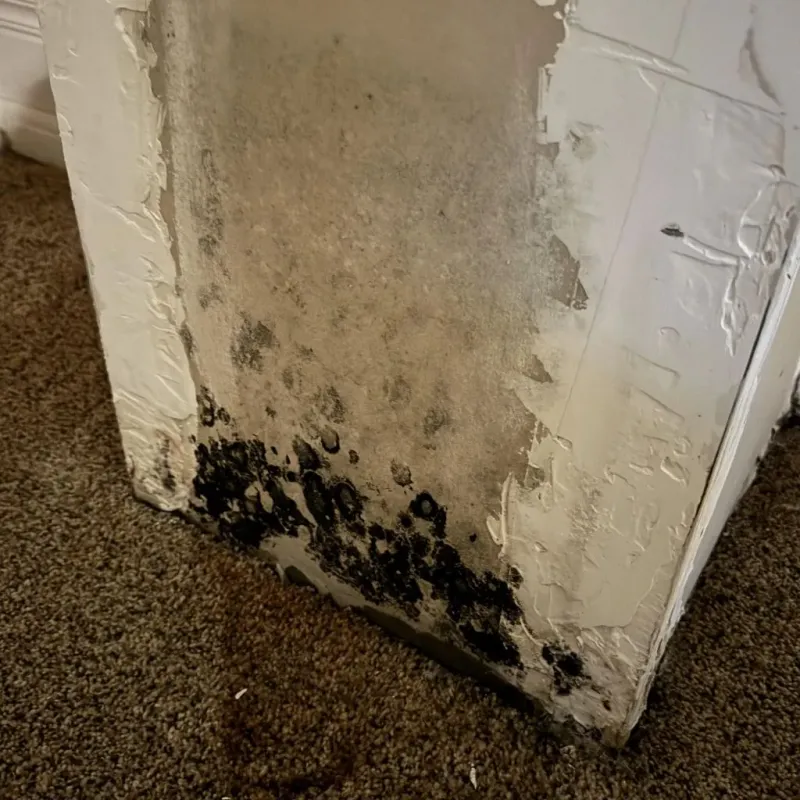 Professional Mold Removal in San Luis Obispo County, CA